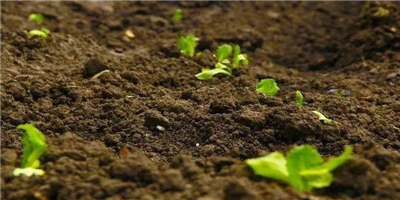 土壤有机质的6大作用！