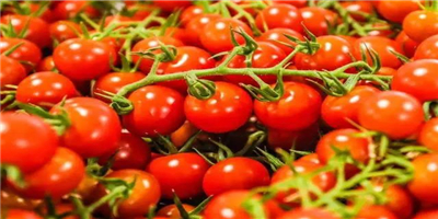 浅谈玻璃温室串收小番茄品种该如何选择