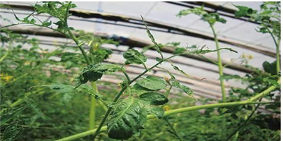 种植设施番茄，如何避免各种生理性病害？