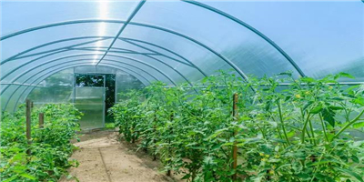 温室大棚蔬菜栽培，如何吊蔓、打杈、打